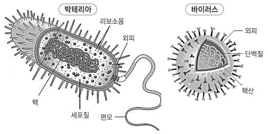 박테리아와 바이러스 비료