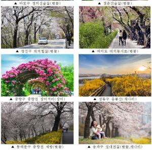 [생활뉴스]서울시, '아름다운 봄 꽃길 171선'에서 인생의 꽃길을 걸어보세요